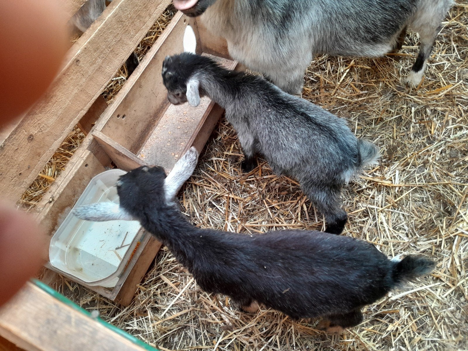Dwerggeitjes, Dieren en Toebehoren