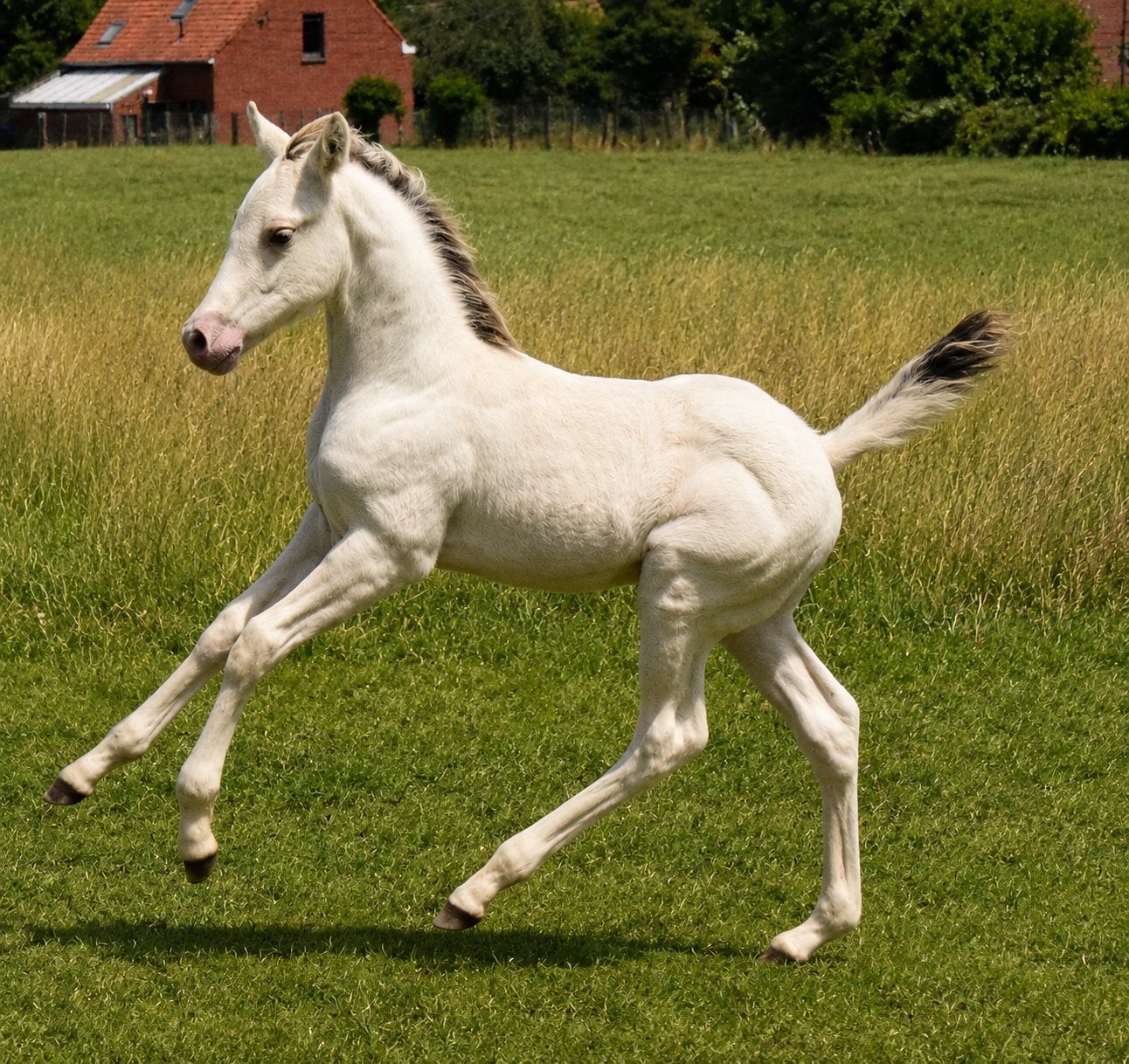 Champagne à griller AQHA, Animaux & Accessoires, Chevaux, Étalon, Ne s'applique pas, Moins de 160 cm, 0 à 2 ans, Cheval de récréation