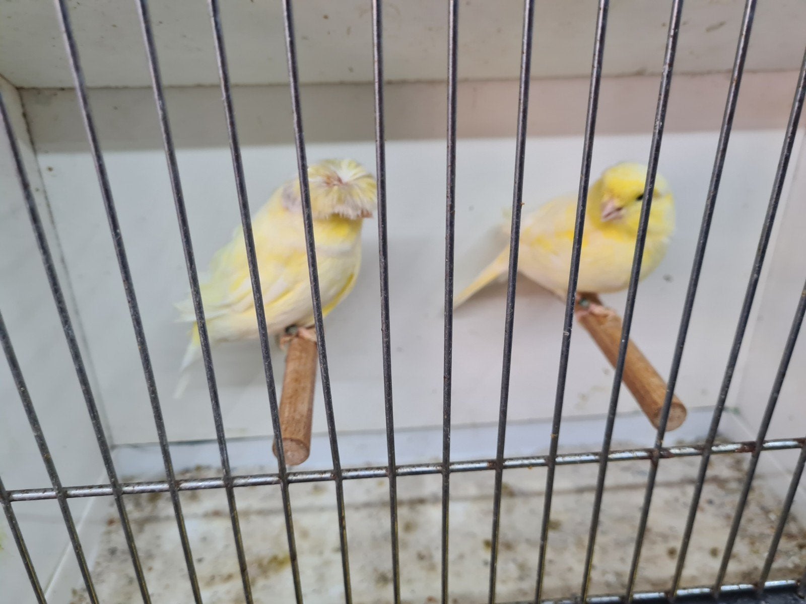 glosters, Dieren en Toebehoren