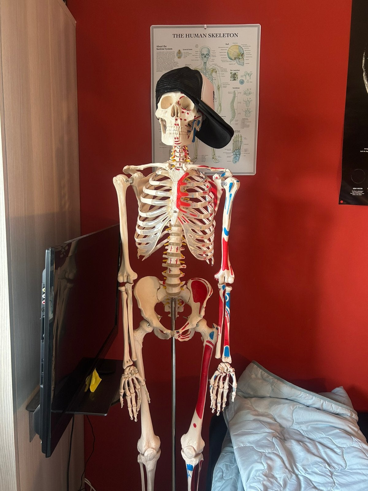 Squelette anatomique — Insertions musculaires + livret, Divers, Fournitures scolaires, Enlèvement, Comme neuf
