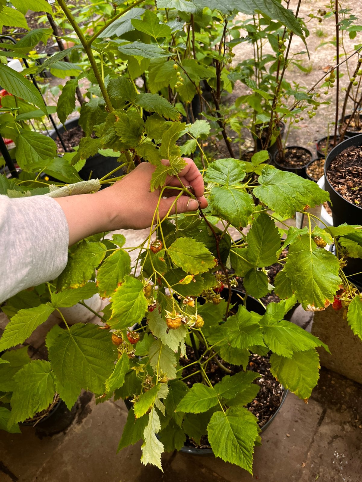 Grote fruitstruiken te koop!, Tuin en Terras, Ophalen of Verzenden, Struik, 100 tot 250 cm
