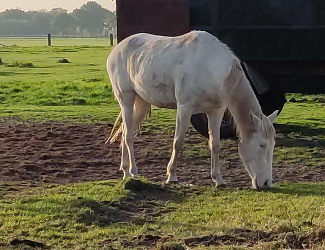 Halve stal gezocht!, Dieren en Toebehoren, Weidegang, 1 paard of pony
