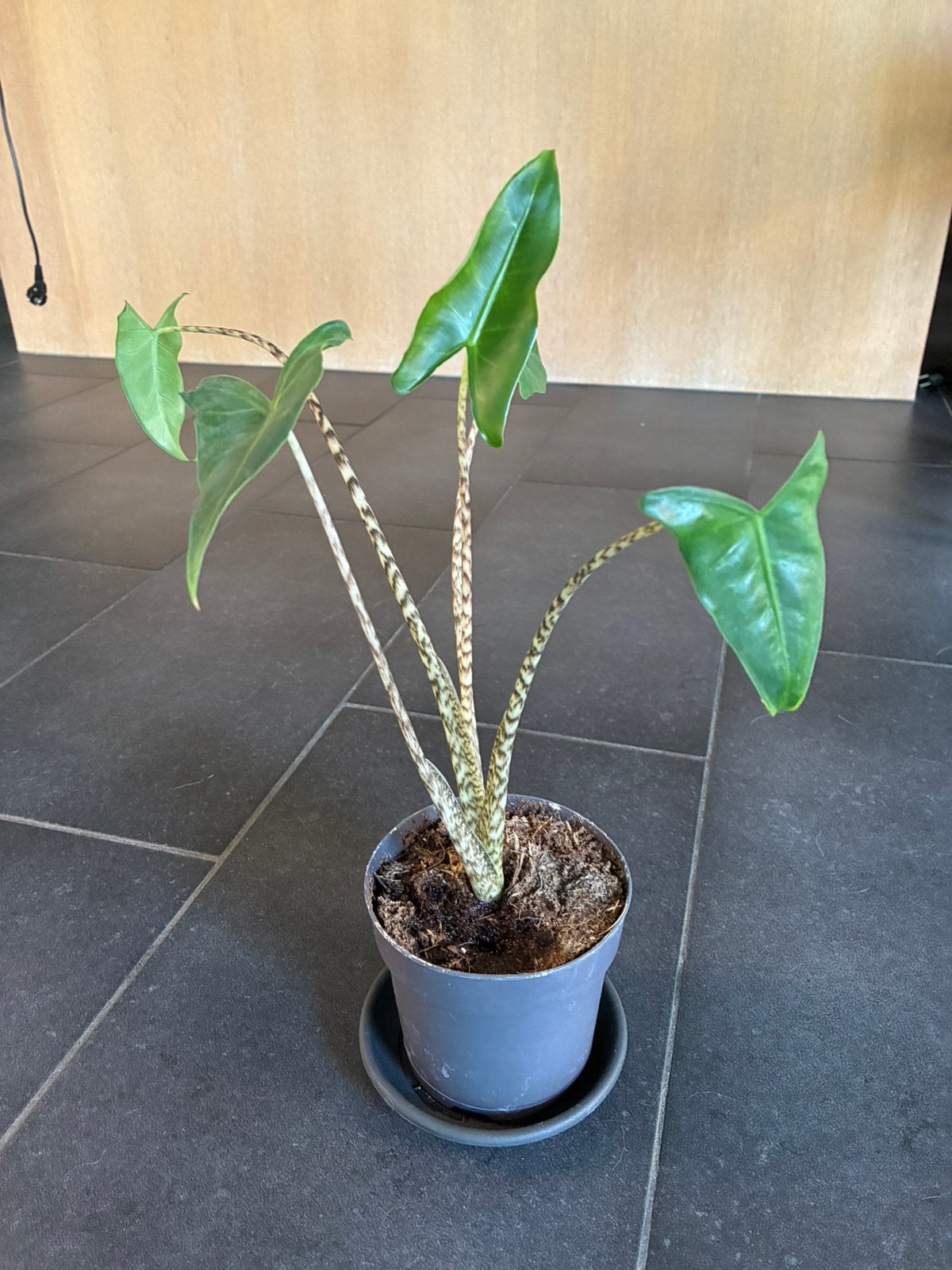 Alocasia Siberian Tiger, Overige soorten, In pot, Minder dan 100 cm, Groene kamerplant
