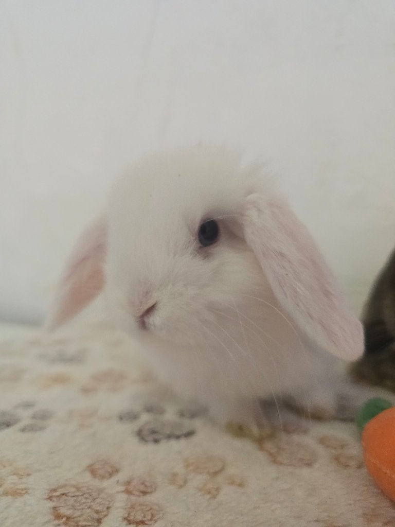 Accessoires lapin, Enlèvement, Neuf, Autres types