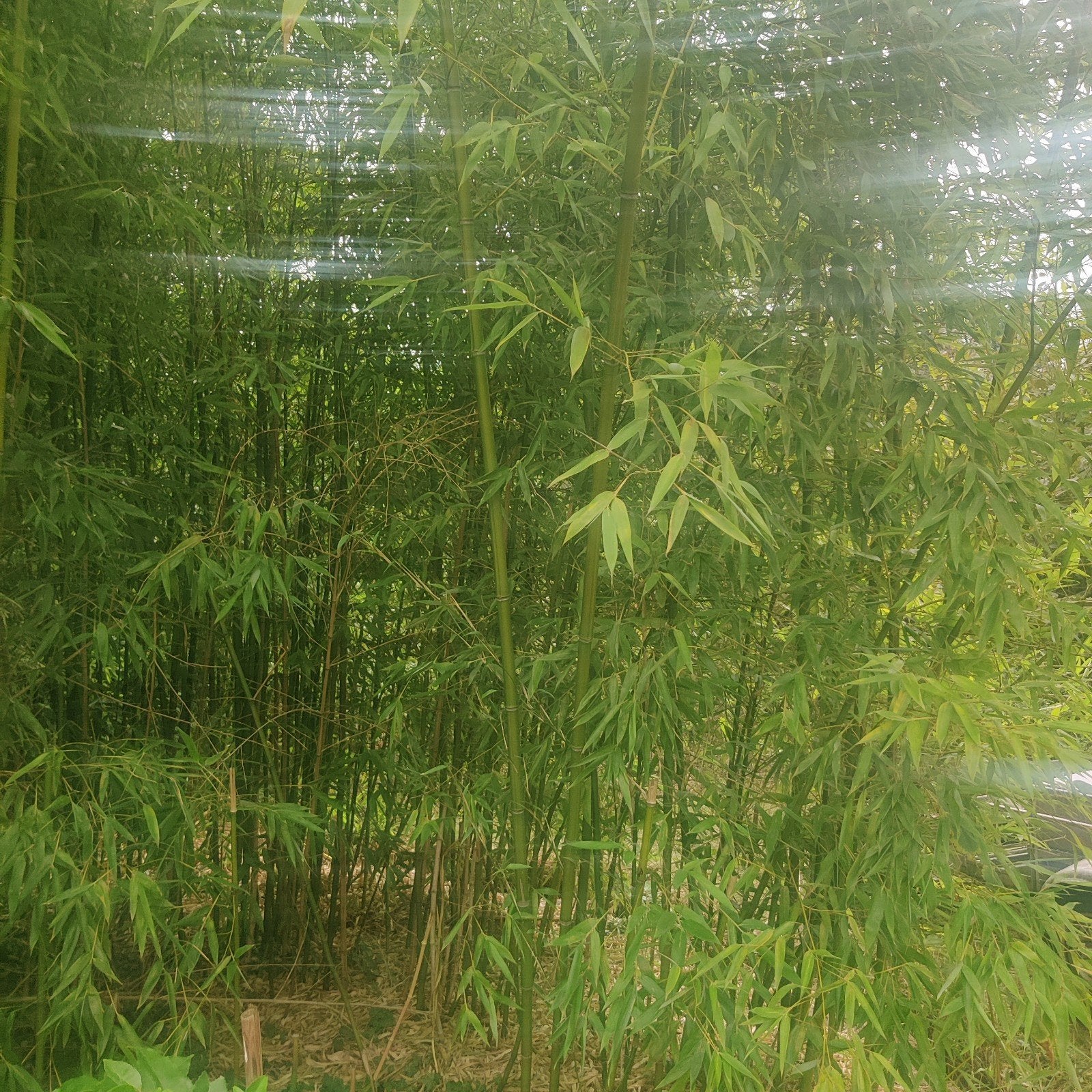 Partij bamboe te koop,ideaal voor afsluiting ,dak veranda., Tuin en Terras, Ophalen, Nieuw, Overige materialen