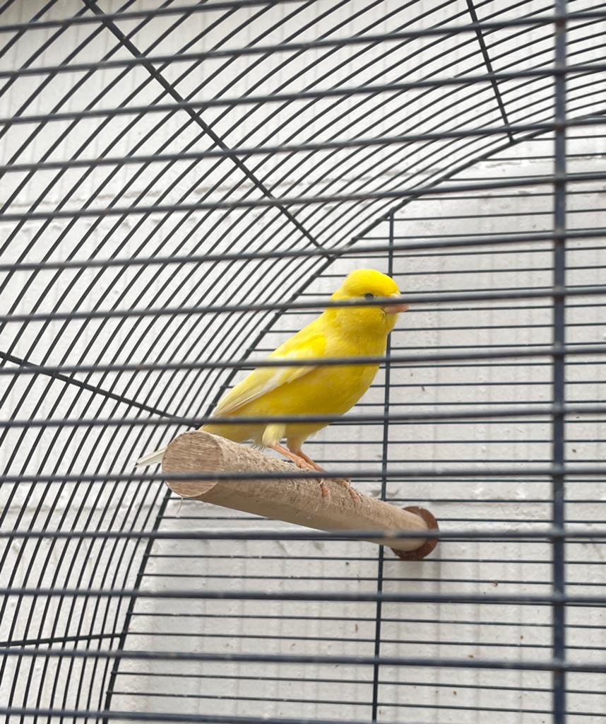 Kanarie Man, Dieren en Toebehoren, Vogels | Kanaries