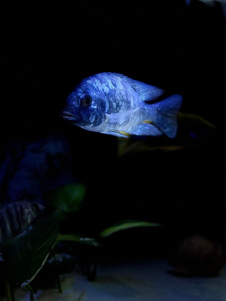 Placidochromis phenochilus Lupingu tanzania