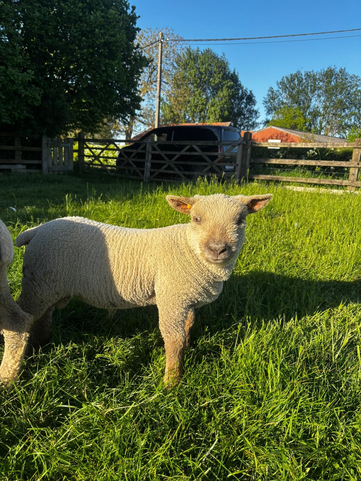 Old English Babydoll Southdown