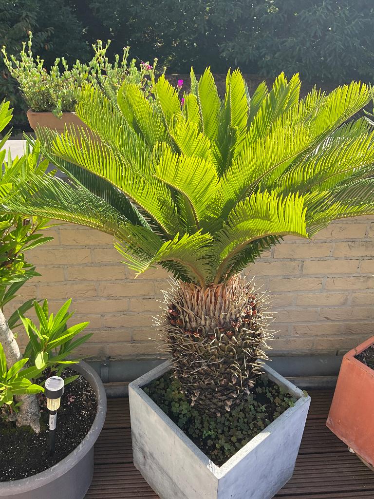 Cycas du Japon., Jardin & Terrasse, Plantes | Jardin, Ne fleurit pas, Plein soleil, Plante fixe, Fougères