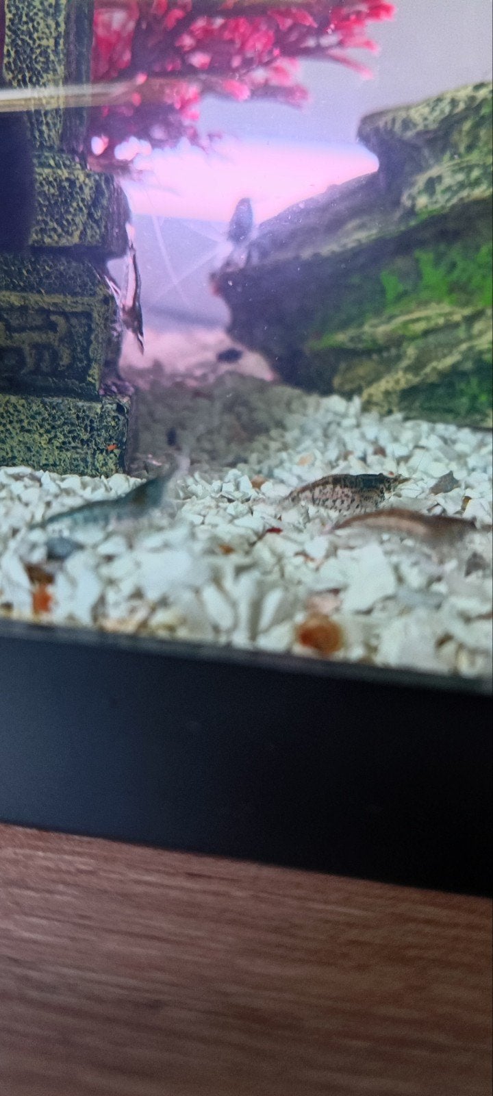 Blue Dream Neocaridina low grade, Kreeft, Krab of Garnaal, Zoetwatervis, Schoolvis