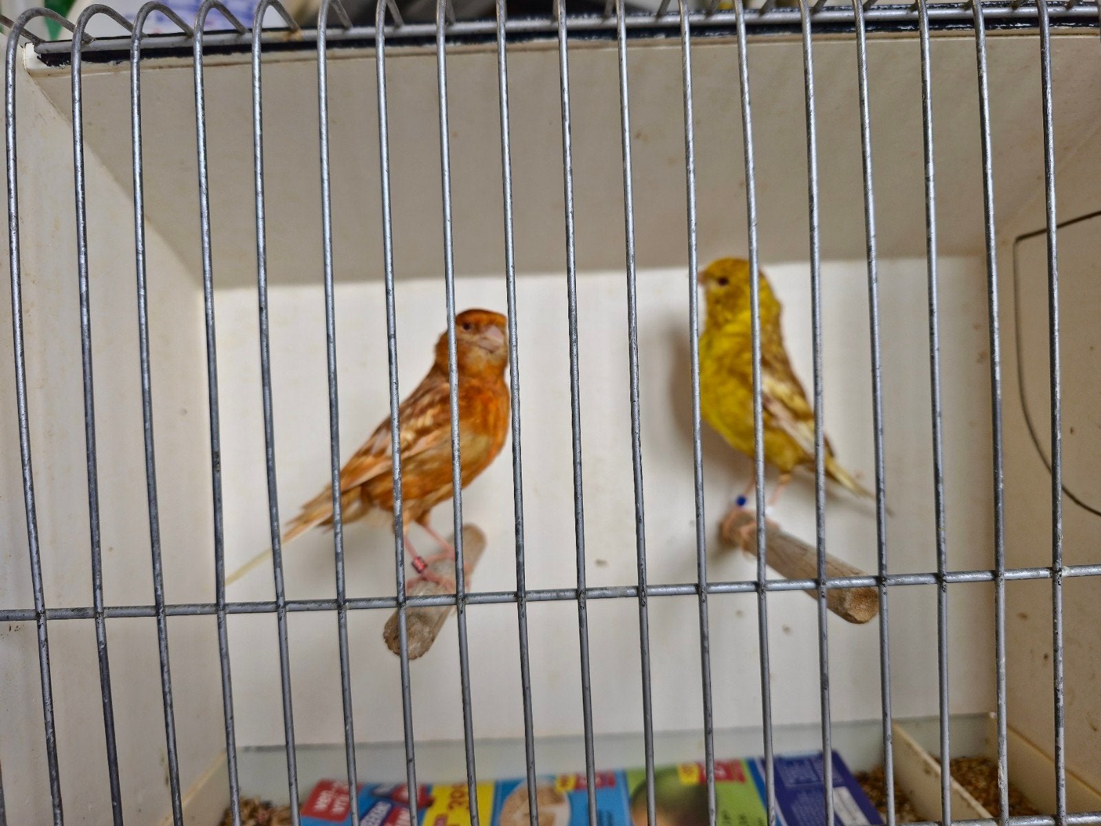 Couple de canaris 50€, Animaux & Accessoires, Oiseaux | Canaris