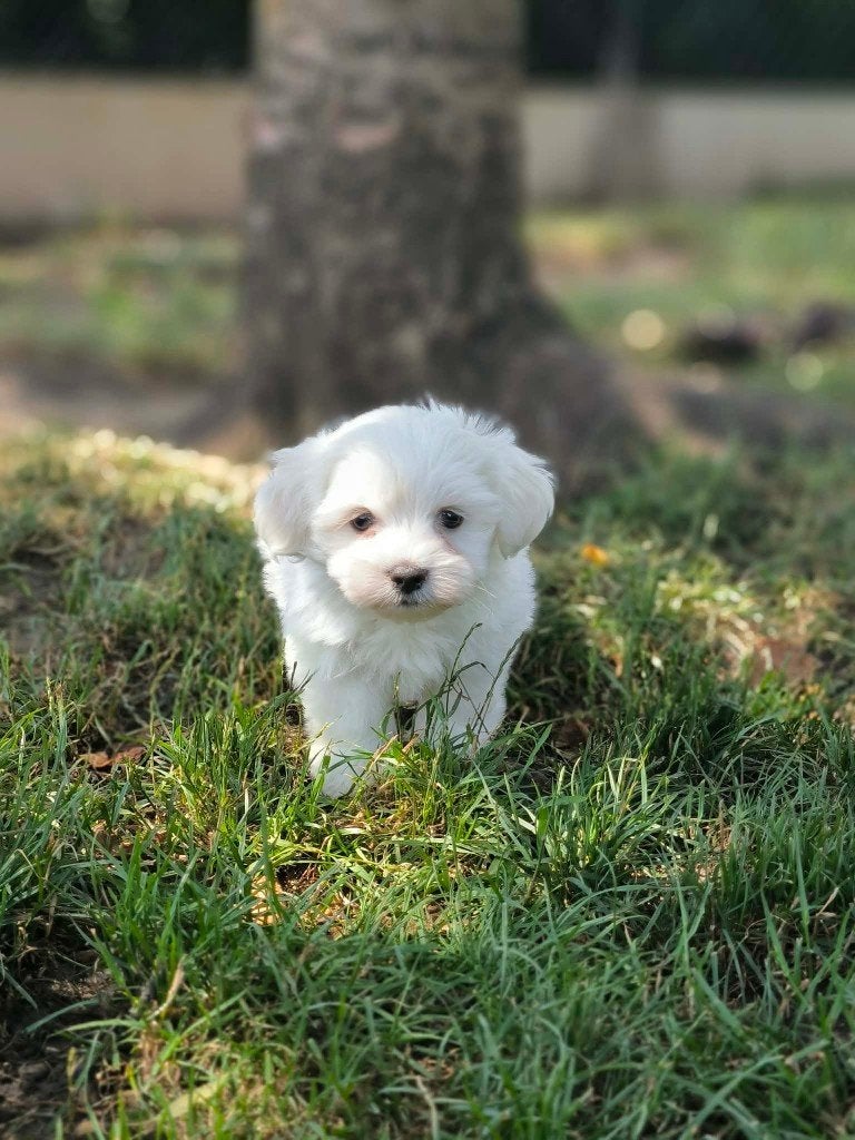 Bij ons geboren Maltezer pupjes te koop, Dieren en Toebehoren, Honden | Chihuahua's en Gezelschapshonden, Parvo, België, Maltezer
