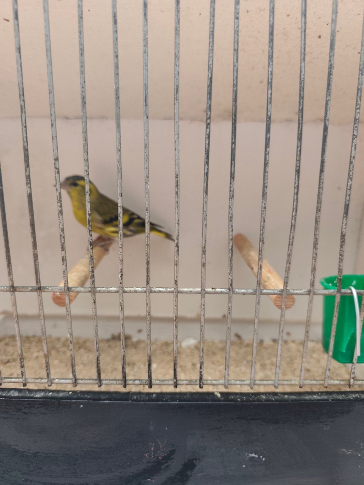 sijs WK 2026, Dieren en Toebehoren, Mannelijk, Wildzangvogel, Geringd