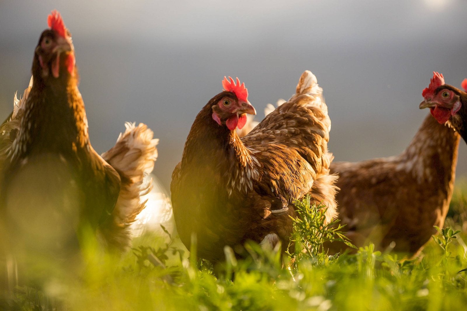 Kippen te koop, Dieren en Toebehoren