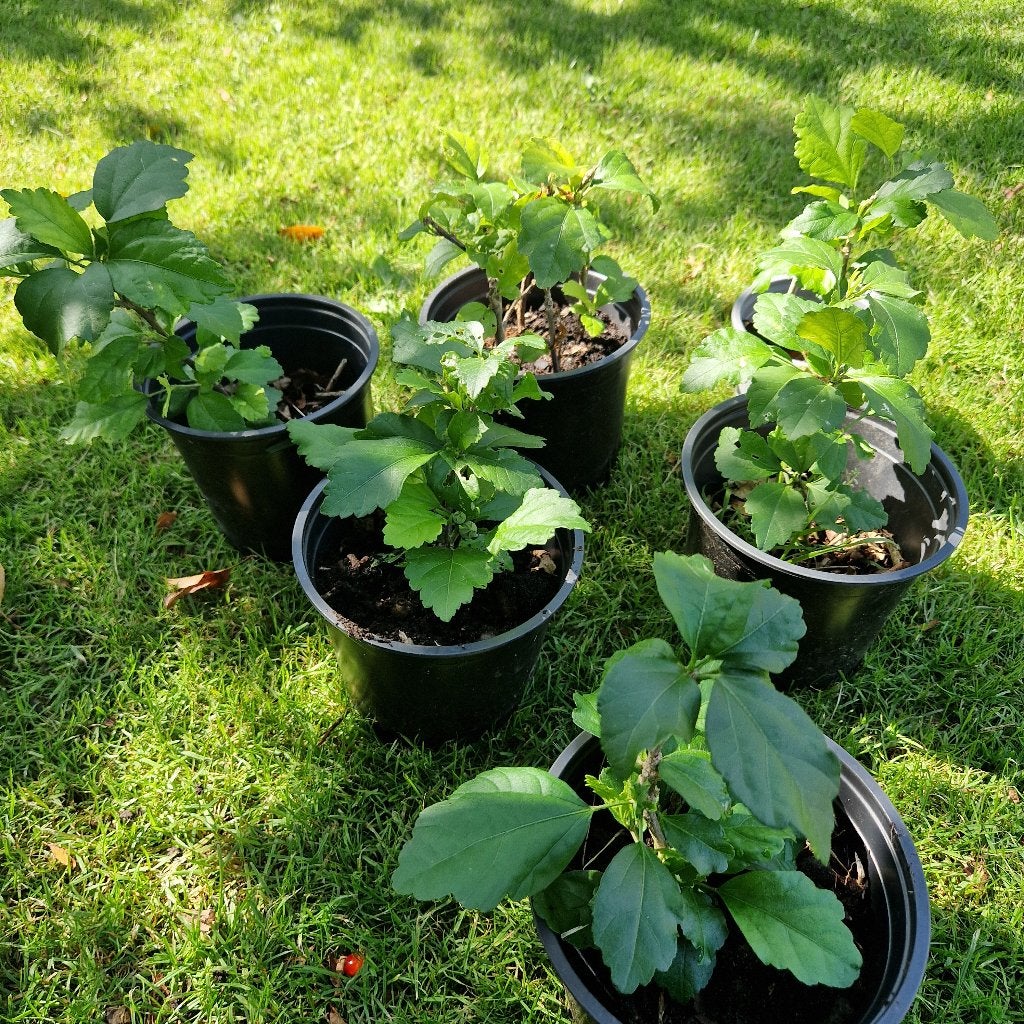 mooie witte hibiscus, Jardin & Terrasse, Enlèvement