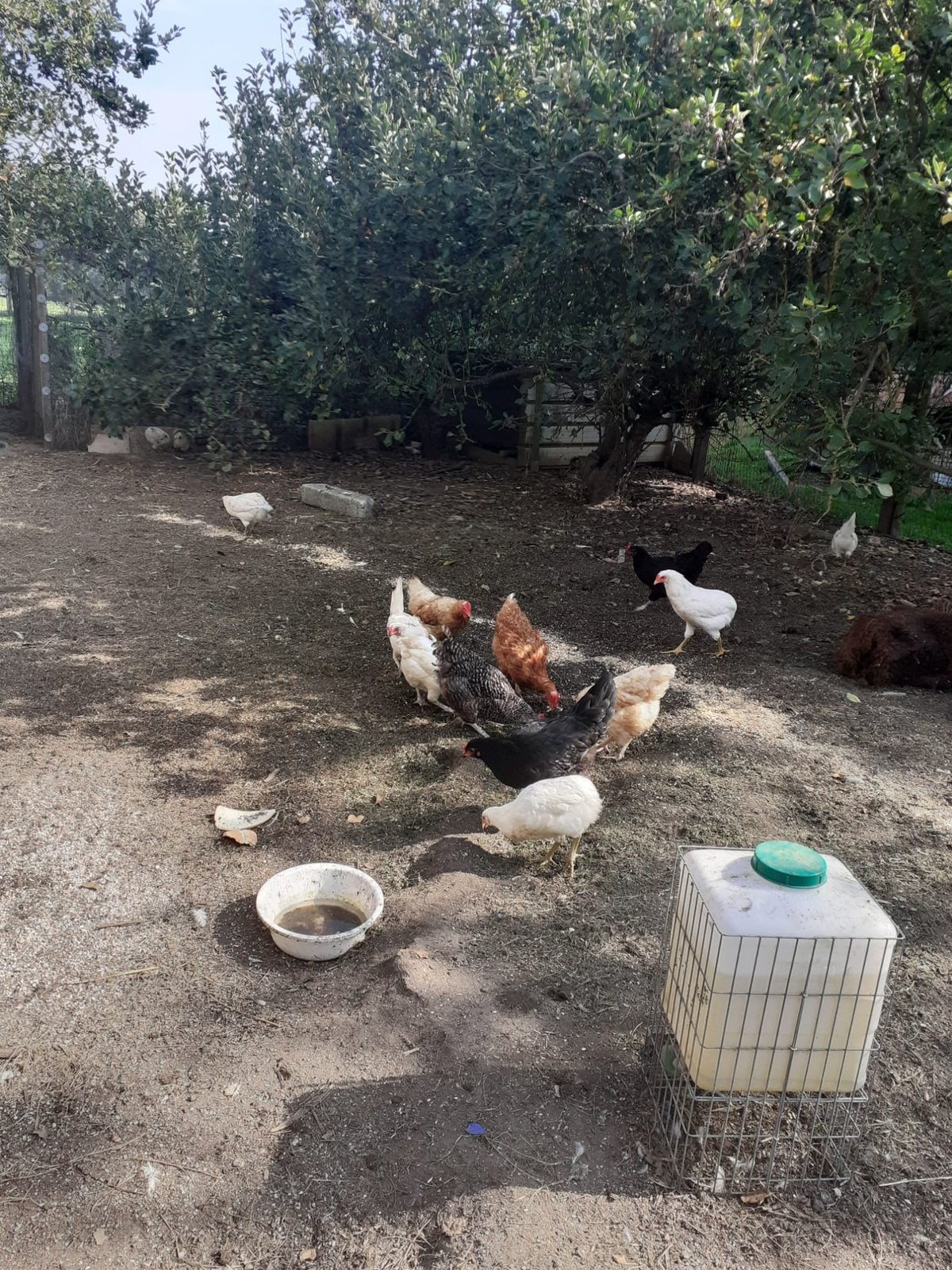 Auraucana kippen, Plusieurs animaux, Poule ou poulet