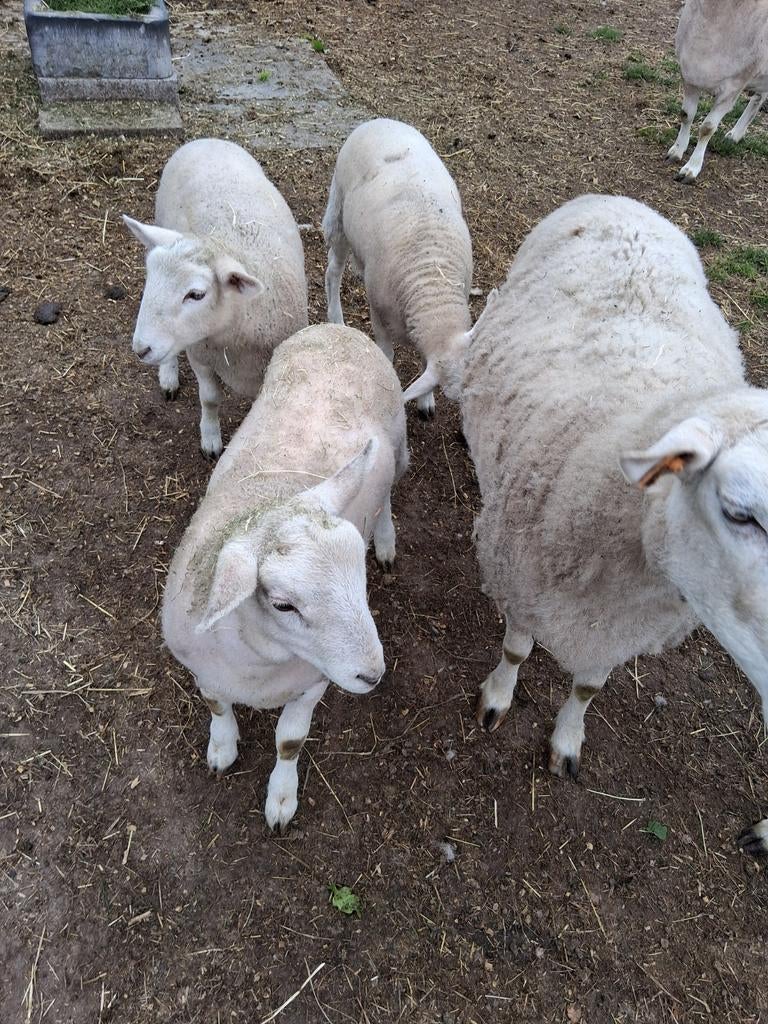 Schaap lammeren easy care, Femelle, Mouton, 0 à 2 ans