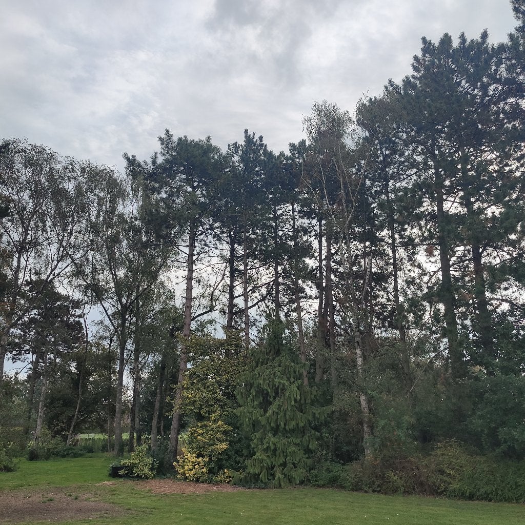 Gratis brandhout dennenbomen, Tuin en Terras, Ophalen, Stammen