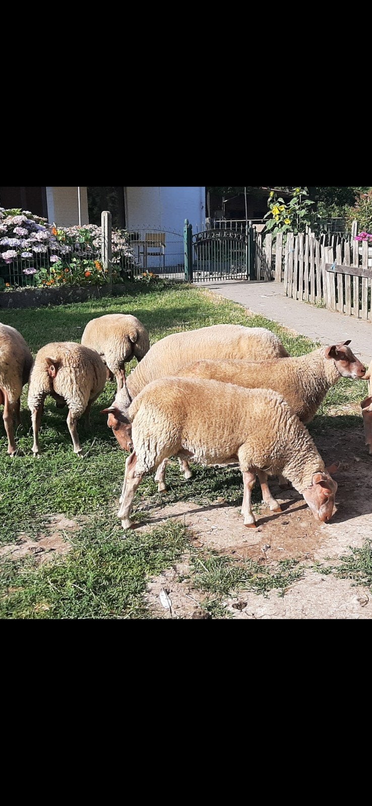 Agneaux Rouge de l'Ouest, Animaux & Accessoires