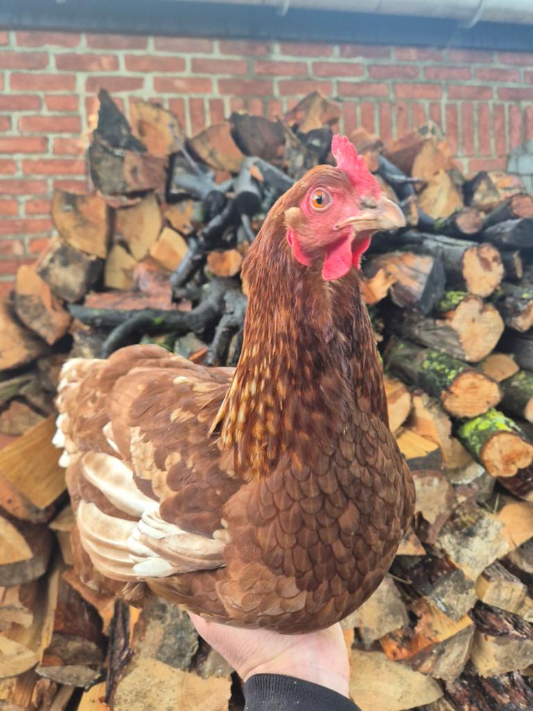 Legkip, Dieren en Toebehoren, Pluimvee, Vrouwelijk, Kip