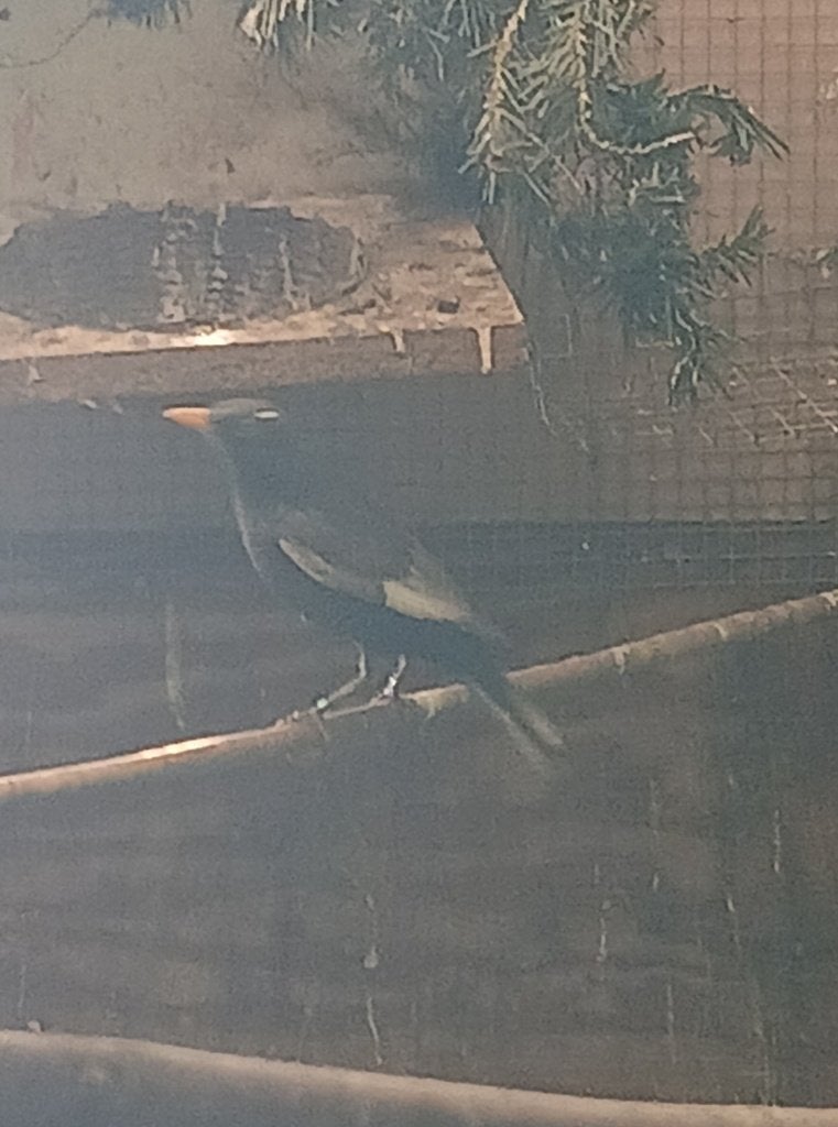 Merel mutatie, Dieren en Toebehoren, Meerdere dieren, Wildzangvogel, Geringd