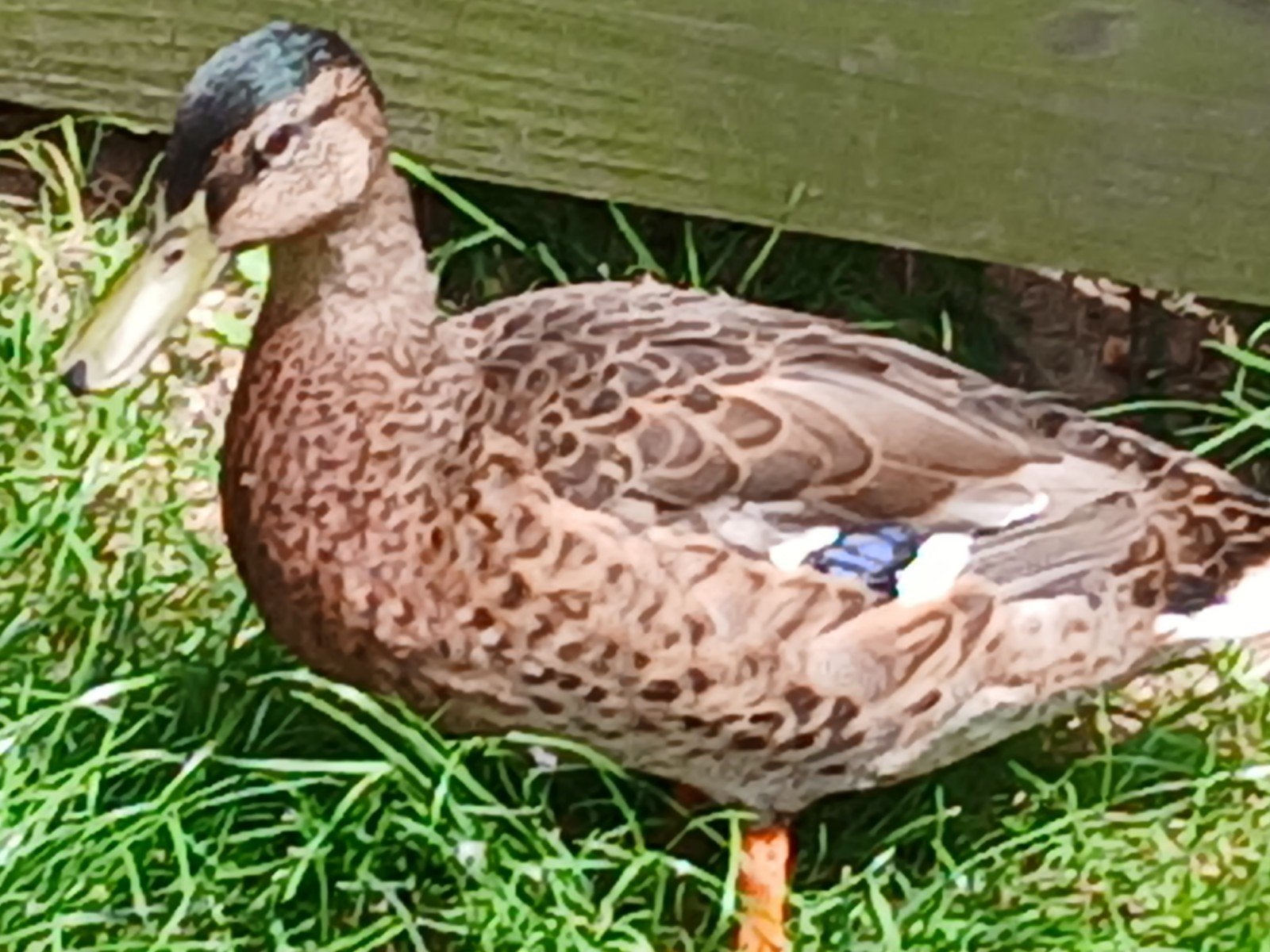 Canards sauvages à vendre (1 mâle et 2 femelles)