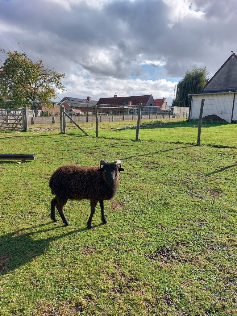 Ouessant Ram, Animaux & Accessoires, Mâle, Mouton, 0 à 2 ans