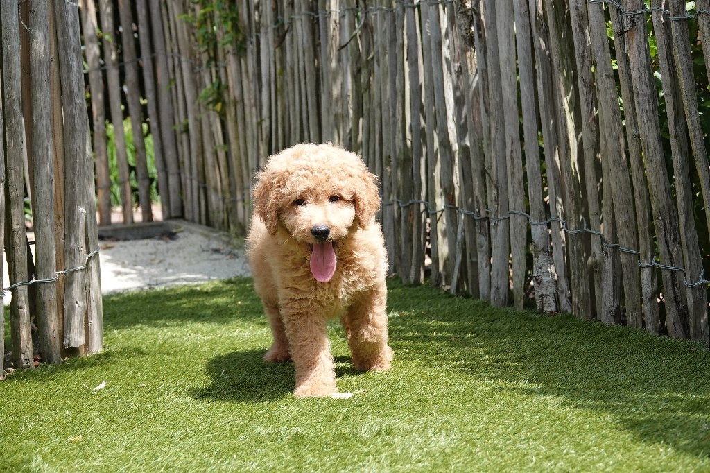 Prachtige medium Labradoodle pups, met stamboom, Dieren en Toebehoren, Parvo, België, Overige rassen, 8 tot 15 weken