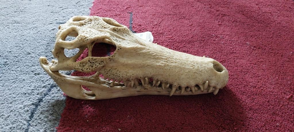 Krokodil schedel fake Nieuw, Dieren en Toebehoren, Ophalen