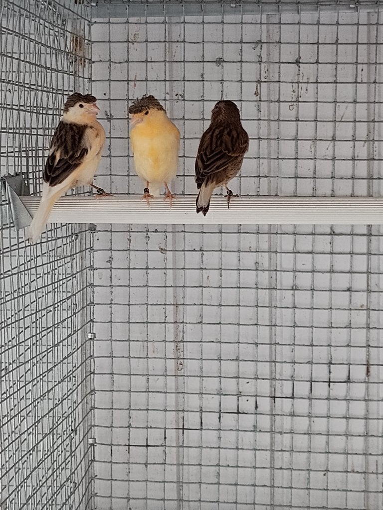 Kanaries, Dieren en Toebehoren, Vogels | Kanaries, Geslacht onbekend, Kleurkanarie