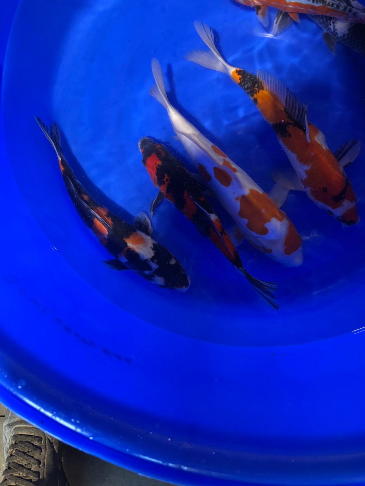Vandaag open , 500 tosai beschikbaar, Dieren en Toebehoren, Karper of Koi