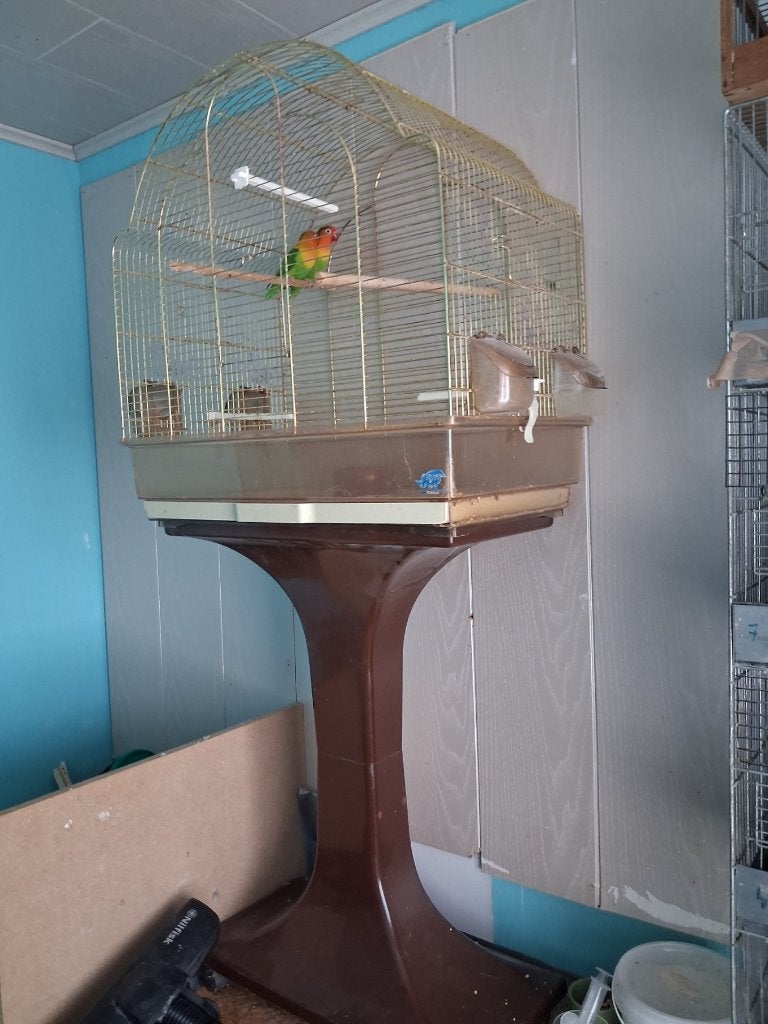1 koppel fischeris met kooi, Meerdere dieren, Tropenvogel