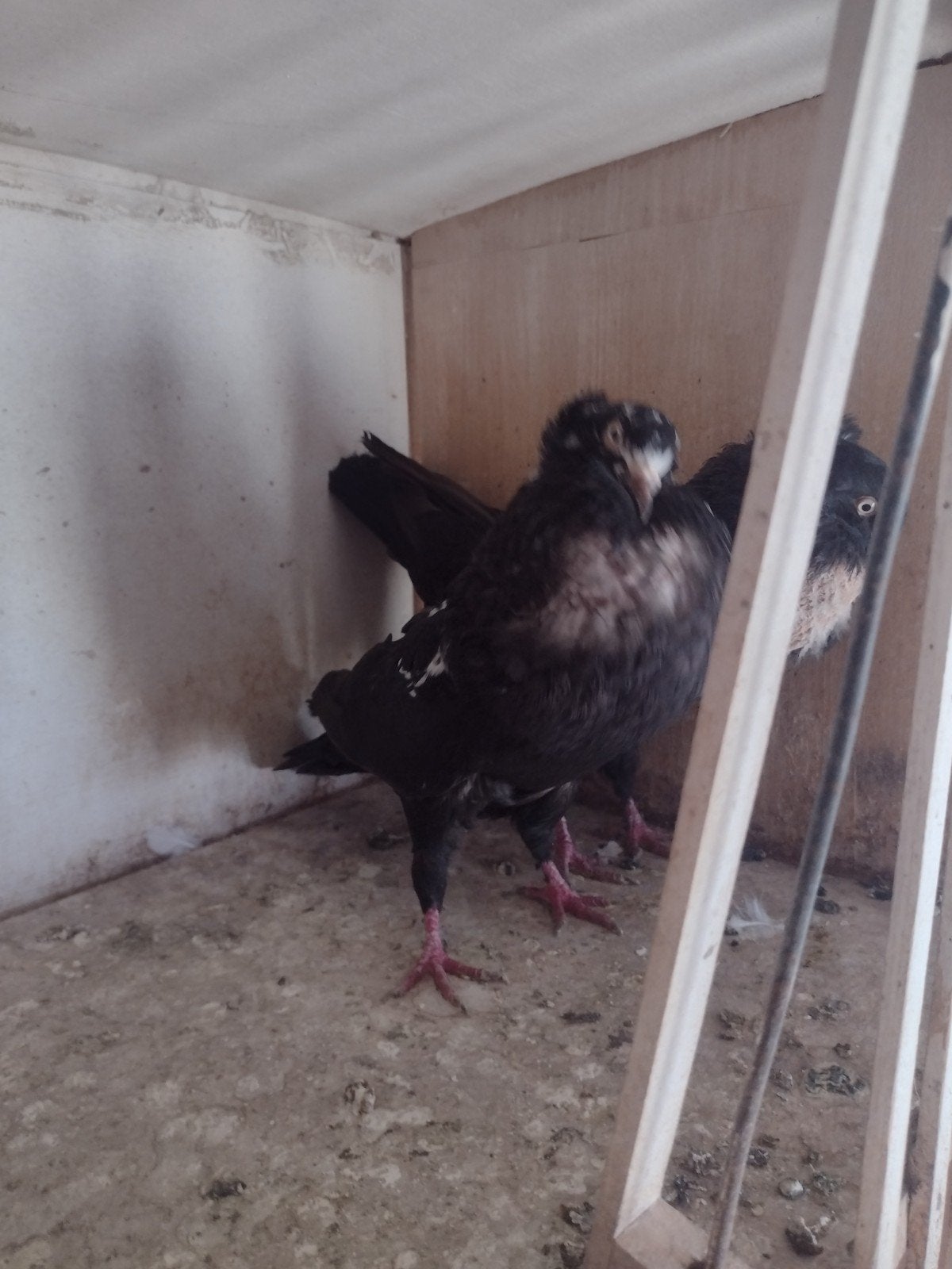 starwits kroppers, Animaux & Accessoires, Oiseaux | Pigeons, Mâle, Boulant