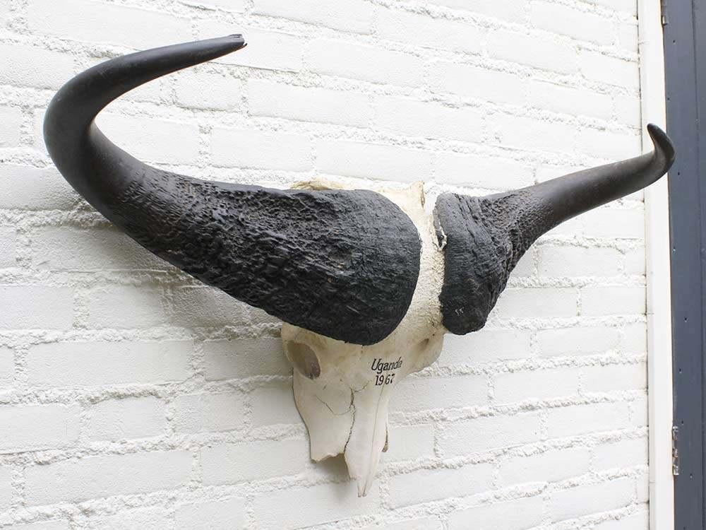 Schedel KAAPSE BUFFEL / KAFFER BUFFEL Oeganda 1967 (gewei), Verzamelen, Ophalen, Gebruikt, Wild dier, Schedel