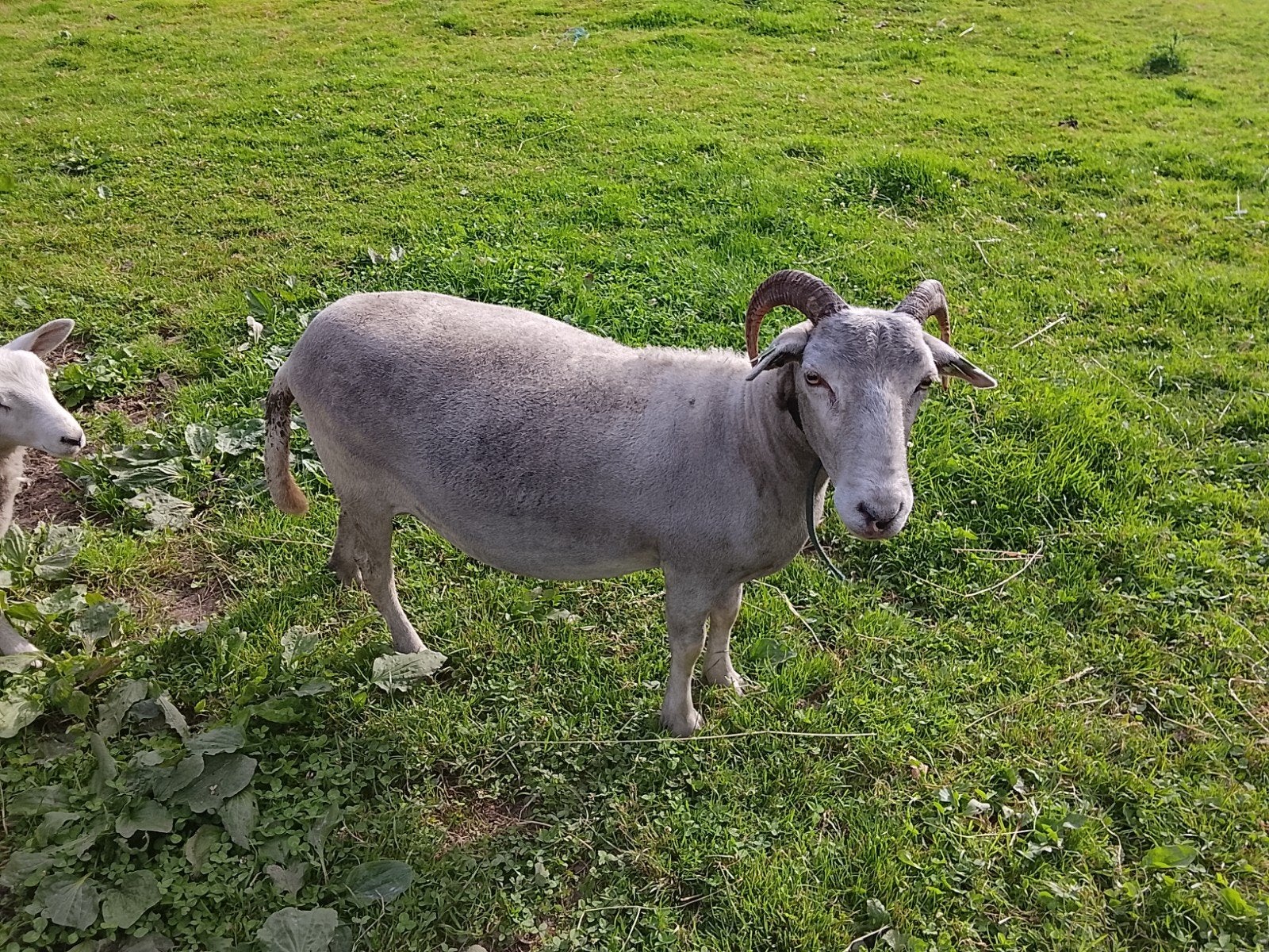 Wiltshire horn ooi, Dieren en Toebehoren, Schapen, Geiten en Varkens