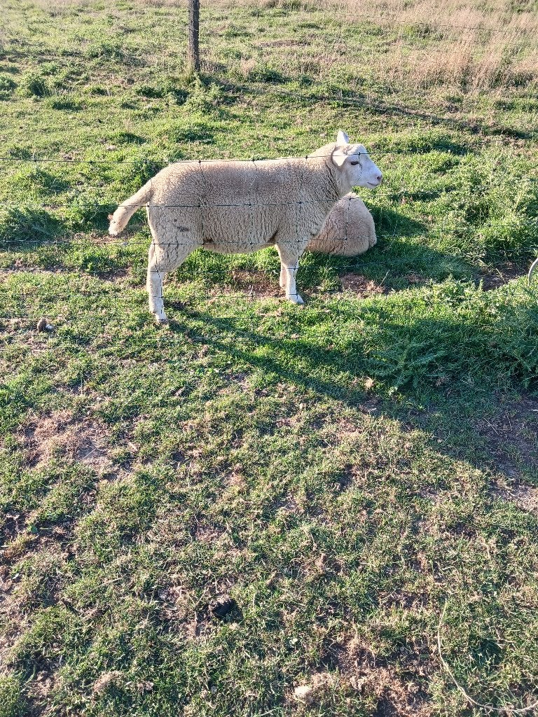schapen  dekram, Dieren en Toebehoren, Schapen, Geiten en Varkens, Mannelijk, Schaap, 0 tot 2 jaar