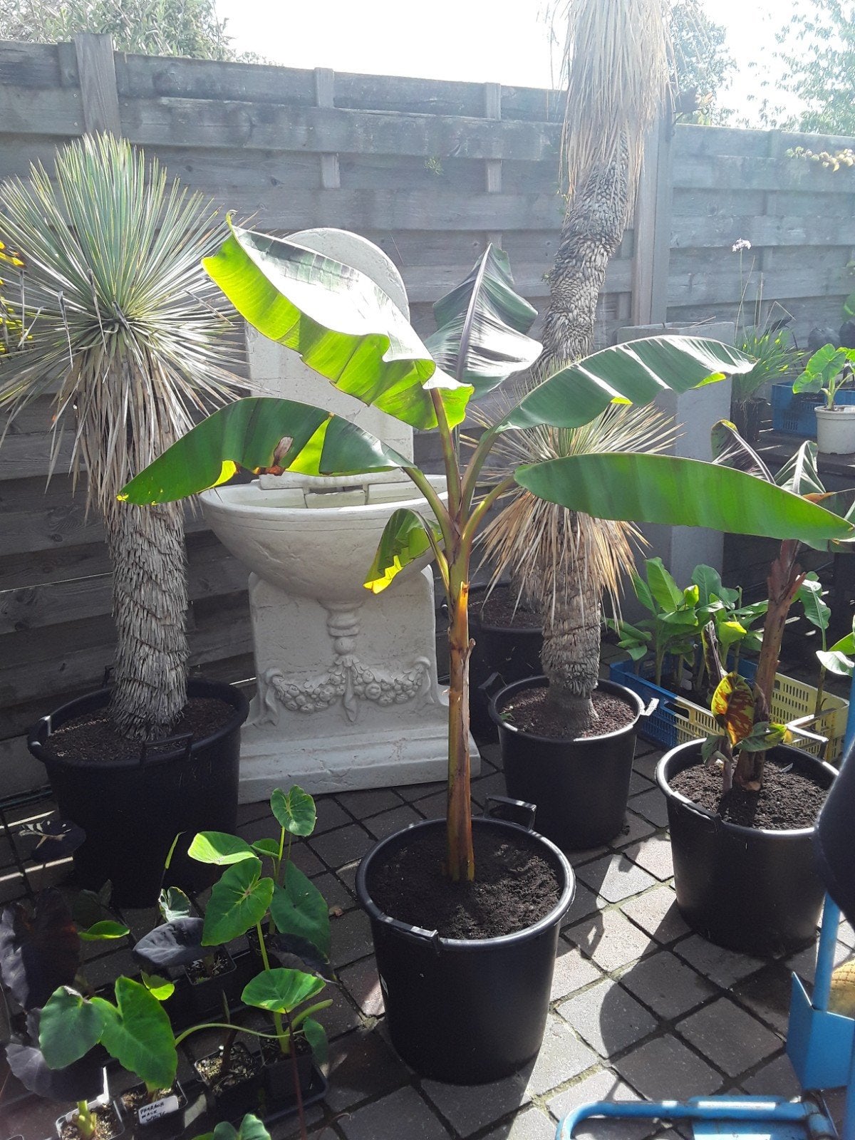 musa ever red, Tuin en Terras, Ophalen