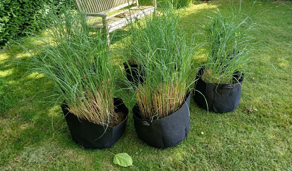 Tuinplant (Miscanhus sinensis - Grasilimus), Ophalen, Zomer, Vaste plant, Siergrassen