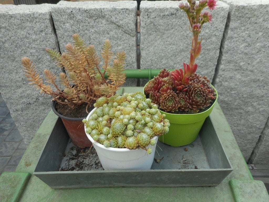 Planten, Tuin en Terras, Planten | Tuinplanten, Overige soorten, Volle zon, Vaste plant, Ophalen of Verzenden