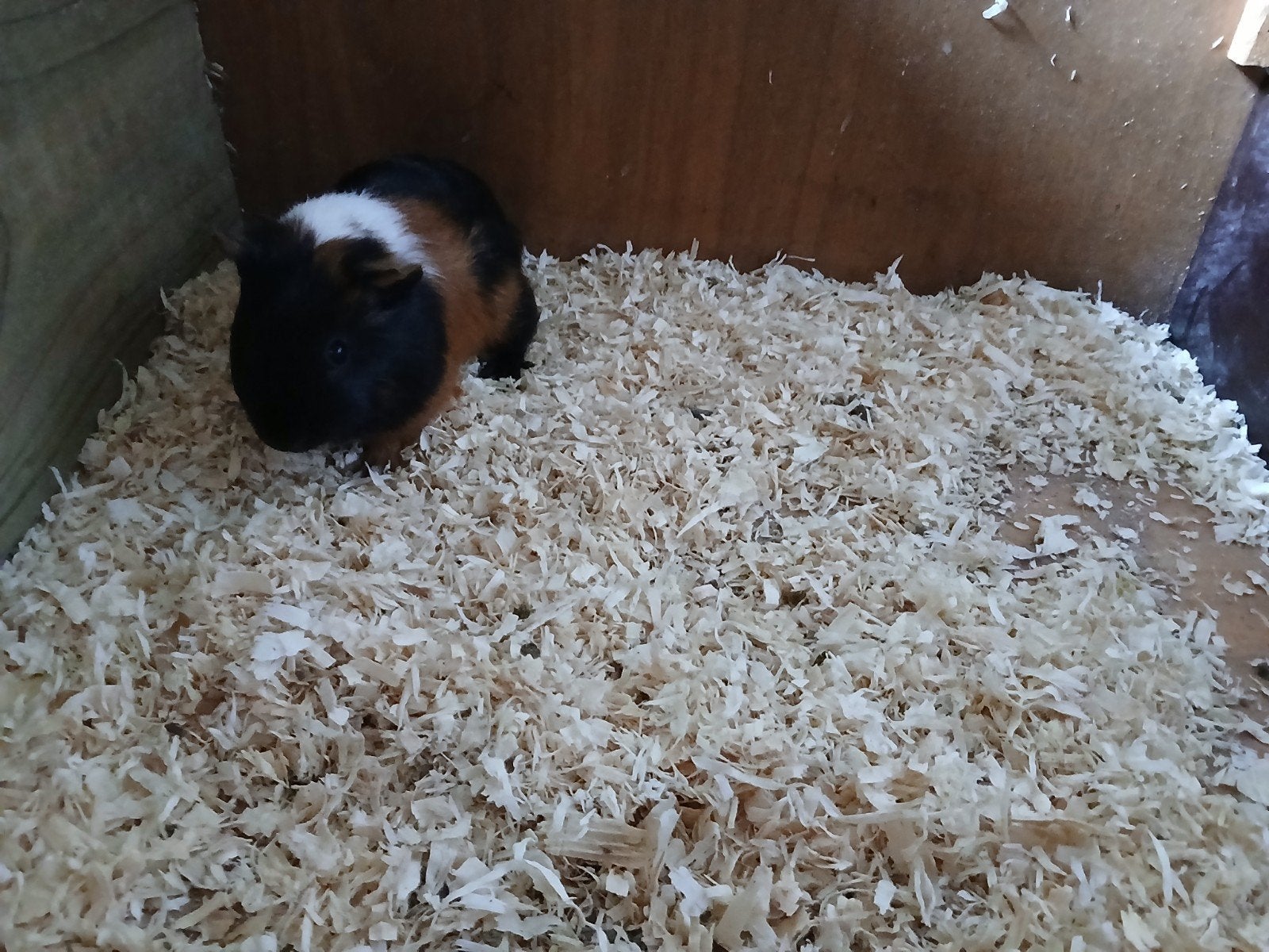 Cavia beertje, Juillet, Cobaye