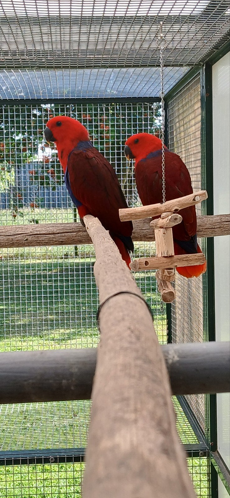 NG edelpapegaai, Bagué