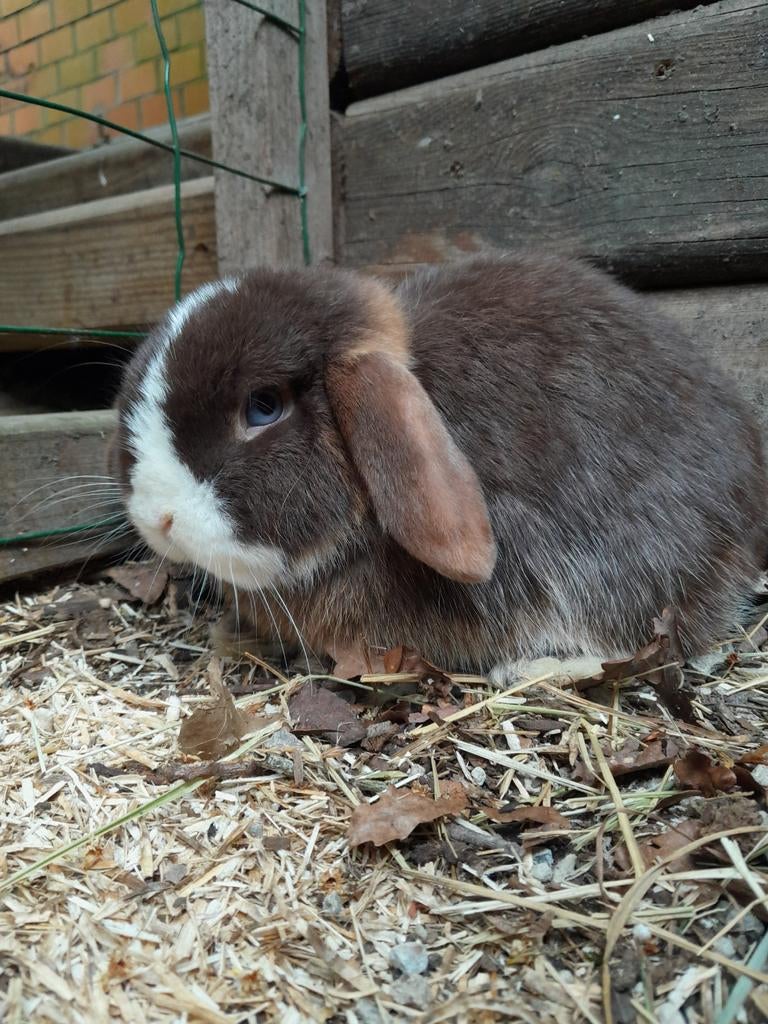 Minilop ram choco otter vm, Dieren en Toebehoren, Konijnen, Dwerg, Mannelijk, 0 tot 2 jaar, Hangoor
