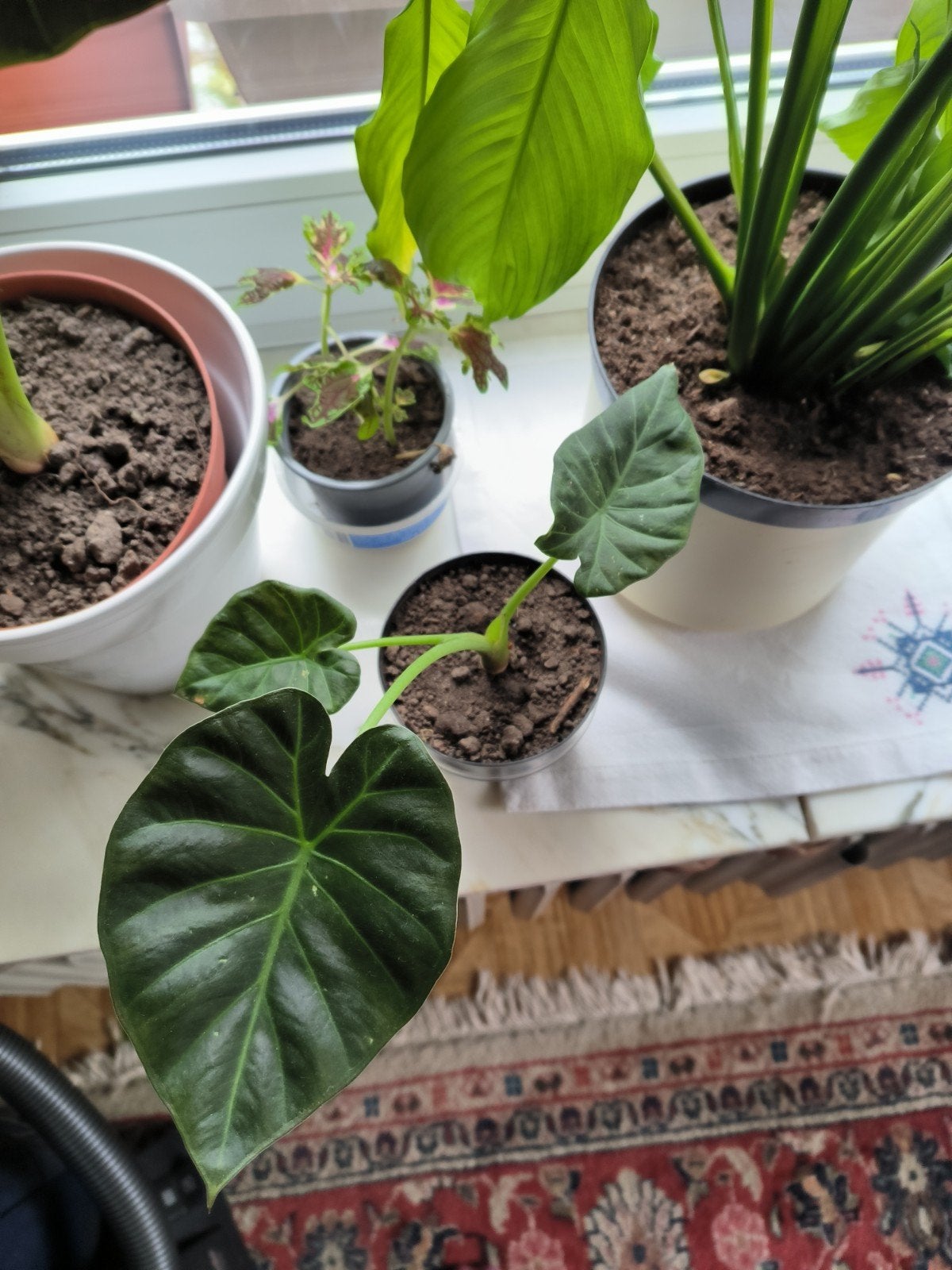 alocasia Regal shield, Enlèvement