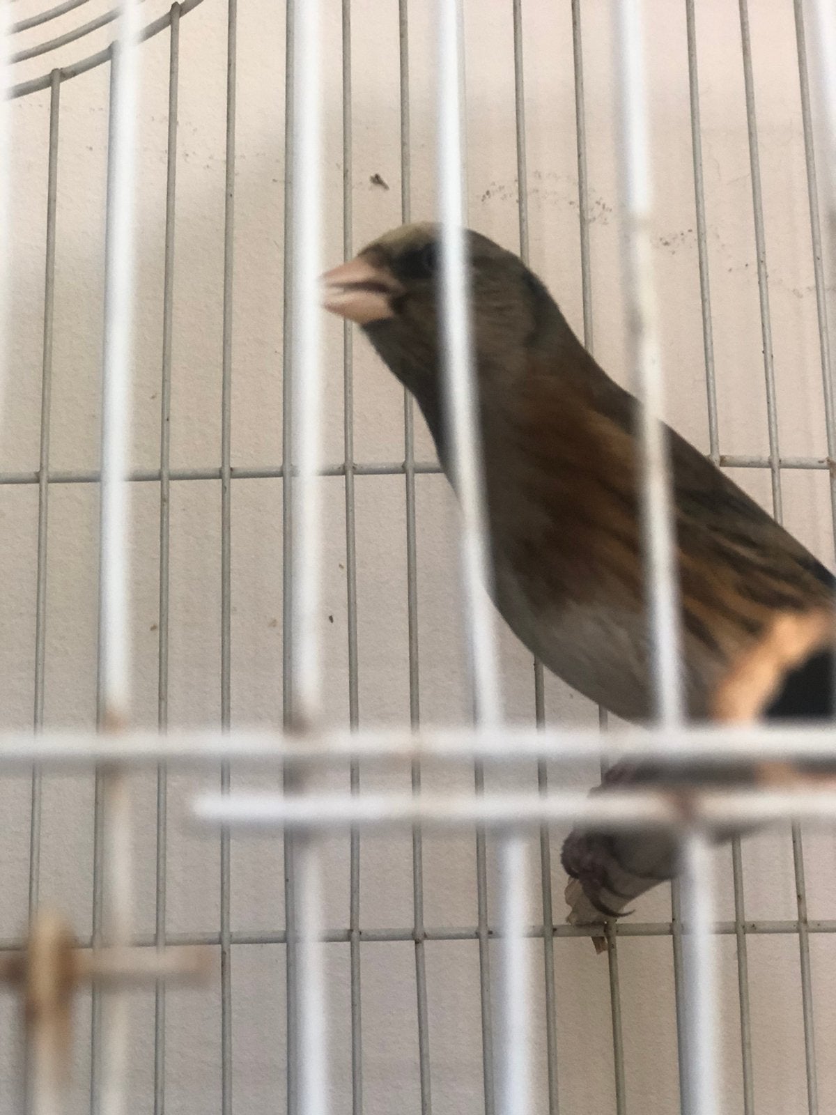 Vogel pieters Malaga wydani, Dieren en Toebehoren, Mannelijk, Zangkanarie