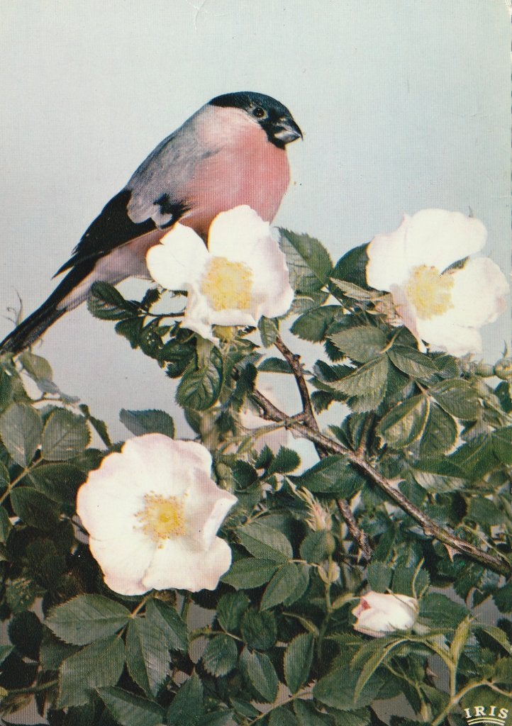 GOUDVINK, Verzenden, Ongelopen, Vogel