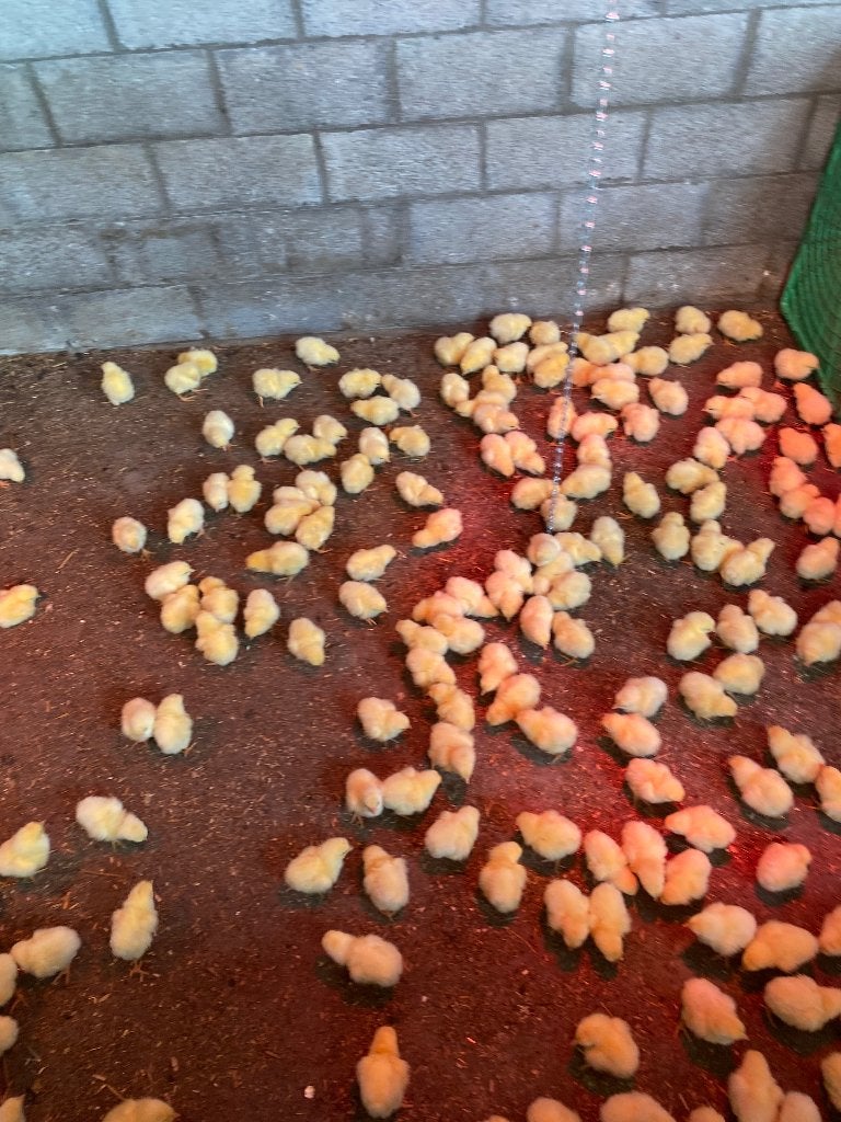 Vleeskuikens spot prijs 75 cent /st 200 stuks beschikbaar, Dieren en Toebehoren, Pluimvee, Meerdere dieren, Kip