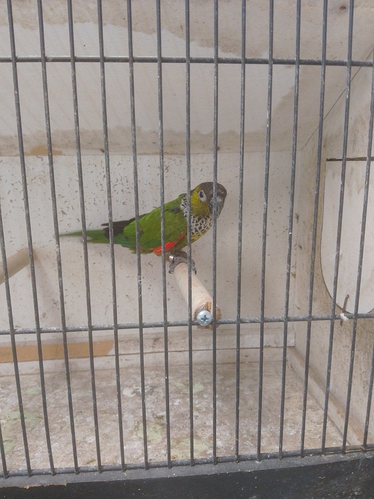 Pyrrhura rupicola, Animaux & Accessoires, Mâle