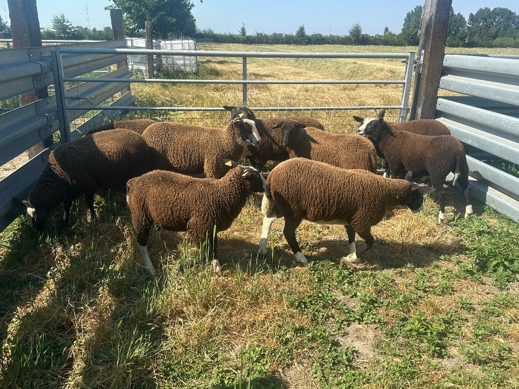 7 mooie Zwartbles ooilammeren, Animaux & Accessoires