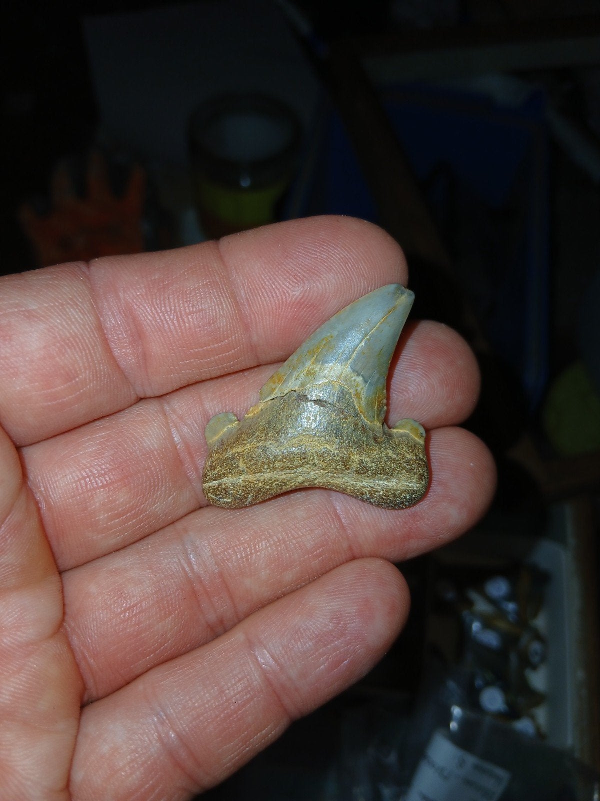 otodus auriculatus koopje, Ophalen of Verzenden