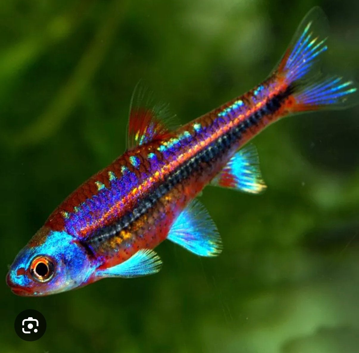 Notropis chrosomus 06/2026, Dieren en Toebehoren, Overige typen, Zoetwatervis